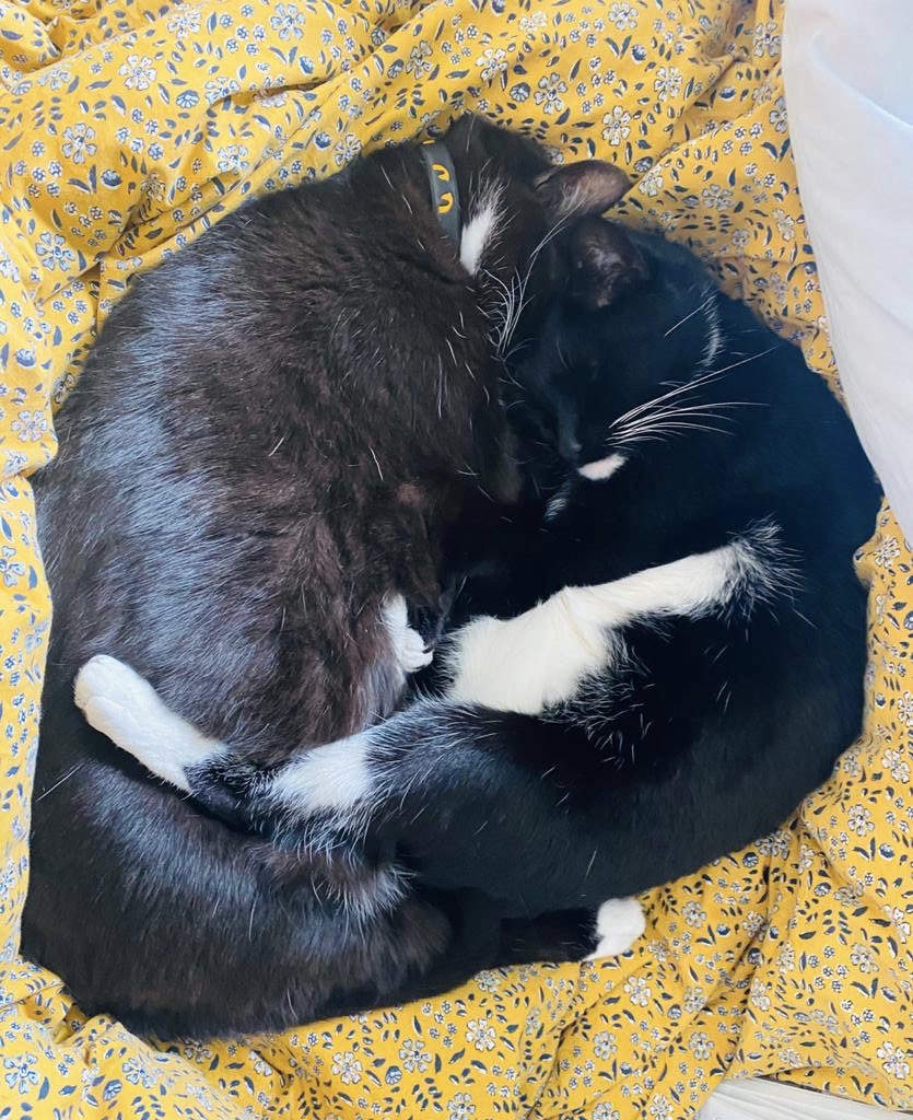 hostandcompany's tweet image. Some of our pawsonnel are still working remotely,like Flee(sleeping on the job) &amp;amp; Dolly (the daydreamer). Sadie’s in Host HQ for the 1st time in 3+ months &amp;amp; was reunited w/ her work pal, Penny (rescued from @DogsTrust_IE )Pip &amp;amp; Oprah🐱wish them a happy #DogFriendlyIrelandDay 🐶🐾