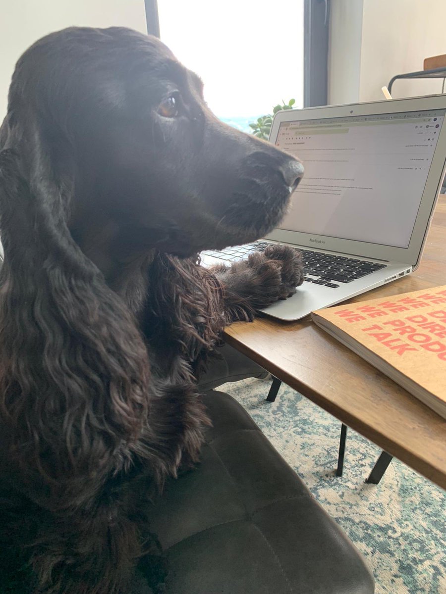 hostandcompany's tweet image. Some of our pawsonnel are still working remotely,like Flee(sleeping on the job) &amp;amp; Dolly (the daydreamer). Sadie’s in Host HQ for the 1st time in 3+ months &amp;amp; was reunited w/ her work pal, Penny (rescued from @DogsTrust_IE )Pip &amp;amp; Oprah🐱wish them a happy #DogFriendlyIrelandDay 🐶🐾