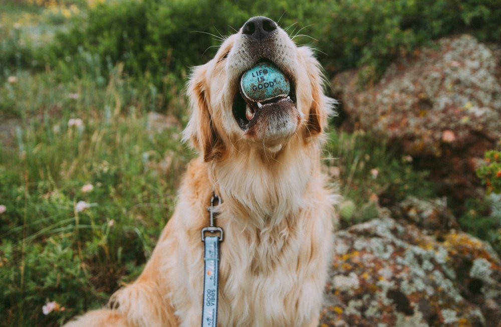 Our NEW wag-worthy Pet Collection has everything you and your four-legged bestie need to make the most of every adventure π https://t.co/heQFv8TRAa https://t.co/0koAm1006b