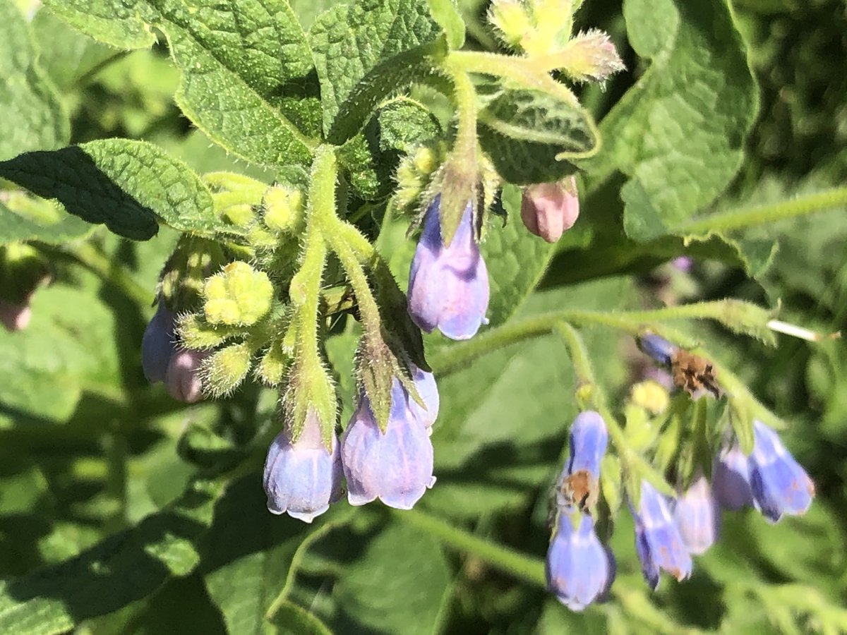Another wildflower that I am having difficulty identifying... but the next one took me by surprise...