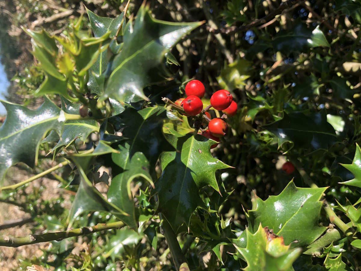 Yes, it’s not a wildflower but these berries in a hedgerow caught my eye during a cycle and at least I know it’s holly!