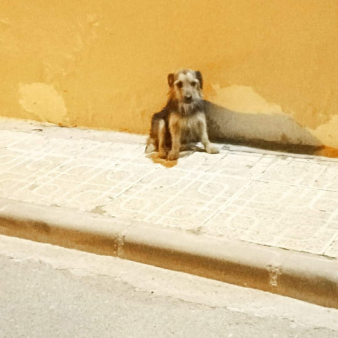 AspaGaleca's tweet photo. @wikiCR @AytoMiguelturra

NECESITAMOS ACOGIDA CIUDAD REAL O PROVINCIA ⚠️⚠️⚠️⚠️⚠️

Este perrito ha sido tirado desde una furgoneta y lleva varios días en la calle, 

ℹ️NFO:
aspagaleca@gmail.com
608 18 01 28 solo Whatsapp
Ciudad Real, España. https://t.co/K0i3OyZX8Y https://t.co/5yKpo9Srjw