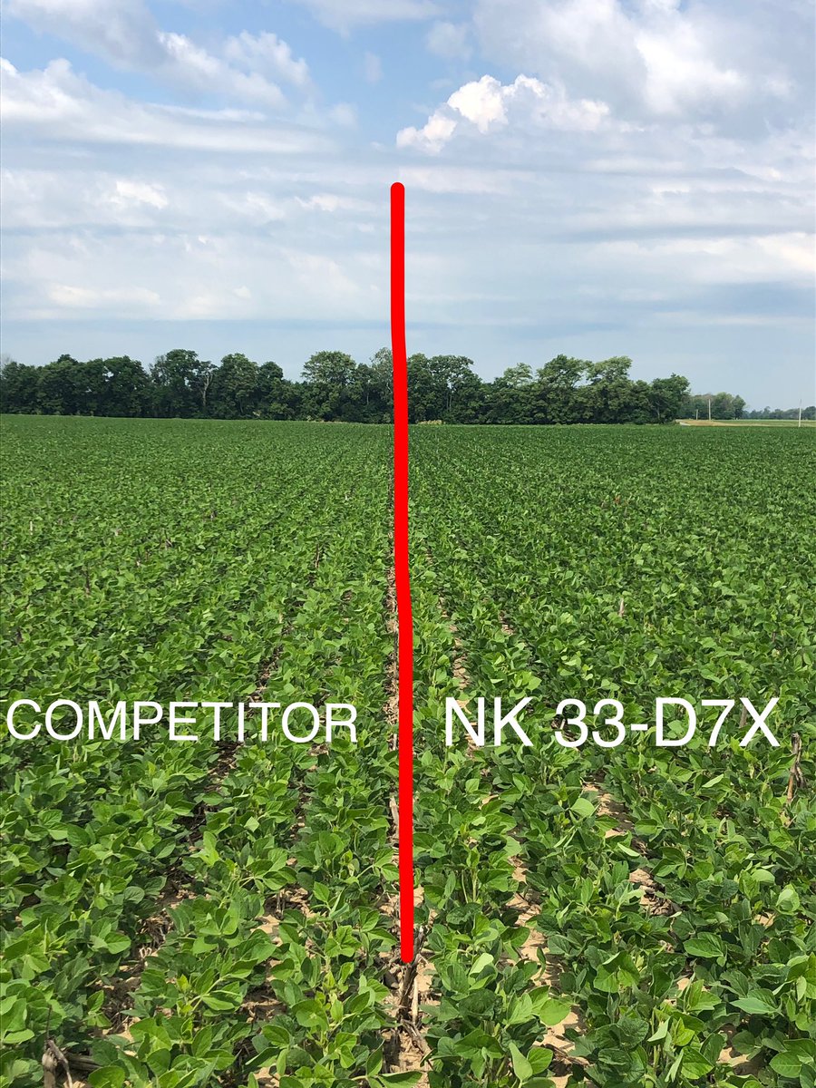 MorganGoodmanNK's tweet photo. NK 33-D7X and competitor planted on April 22nd at 145,000 population near Greensburg, IN. There’s no denying that 33-D7X/The DOZER is outpacing the competitor right now! #ScoutNK2020 #GrowNK2020 https://t.co/iRC9RXVFiM