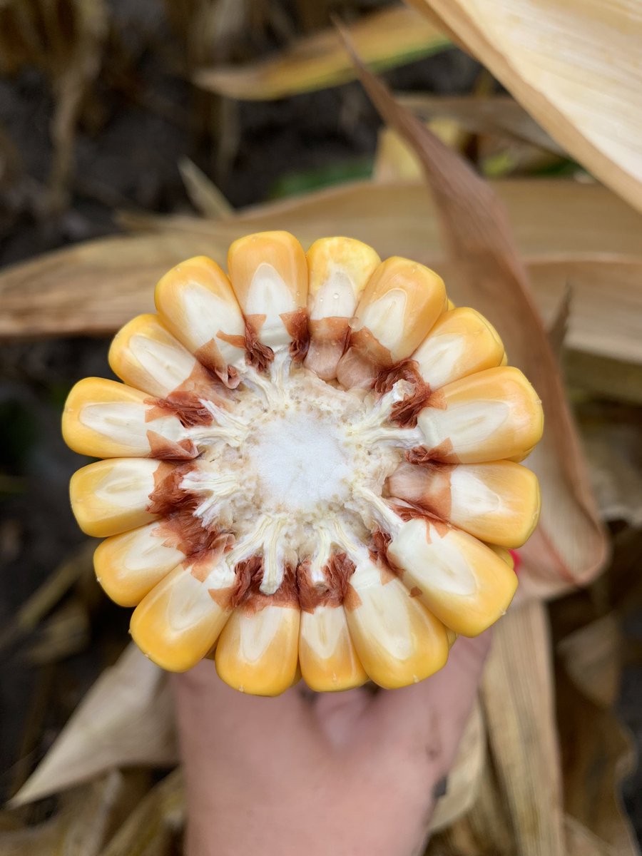 Anxious to get this P2089VYHR out of the field! I’m almost certain it will be one of our top✌🏼performing hybrids AGAIN this year!