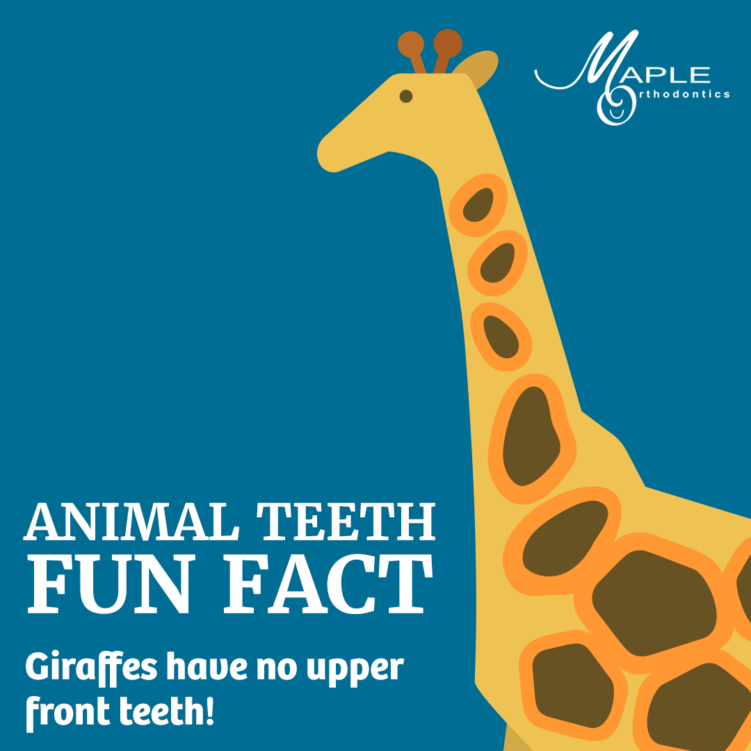 DrMapleOrtho's tweet photo. What do giraffes and humans have in common? We’ve both got 32 teeth! 🦒 However, giraffes use their lips and 20-foot long tongues to grab leaves and twigs and carry them to the back of their mouths (where most of their teeth are). https://t.co/xBaPFs6zeM