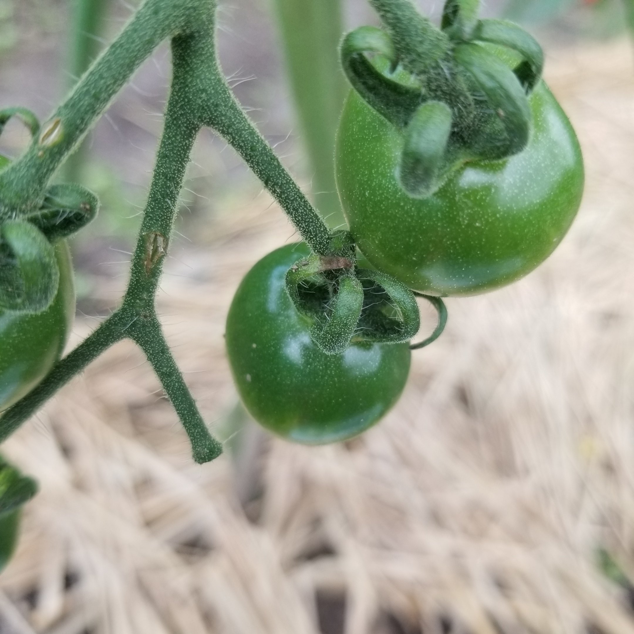 み之スケ 助けてください ミニトマトの葉が枯れています 実も少し黒い気がします 茎まで黒いですし 割れて中身が見えているところもあります 病気でしょうか 何か対処すれば元気になってくれるのでしょうか 最近は雨続きで よく観察できてい