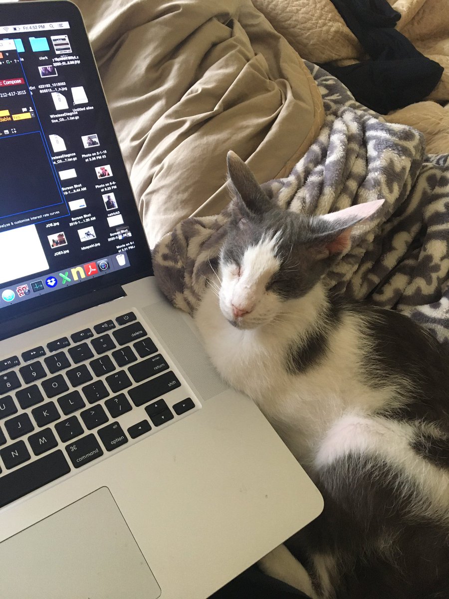 kgreifeld's tweet photo. 4:52 pm on a Friday and this guyβs still grinding. #Catrick #GoodDog https://t.co/Tw0BqjOZpL