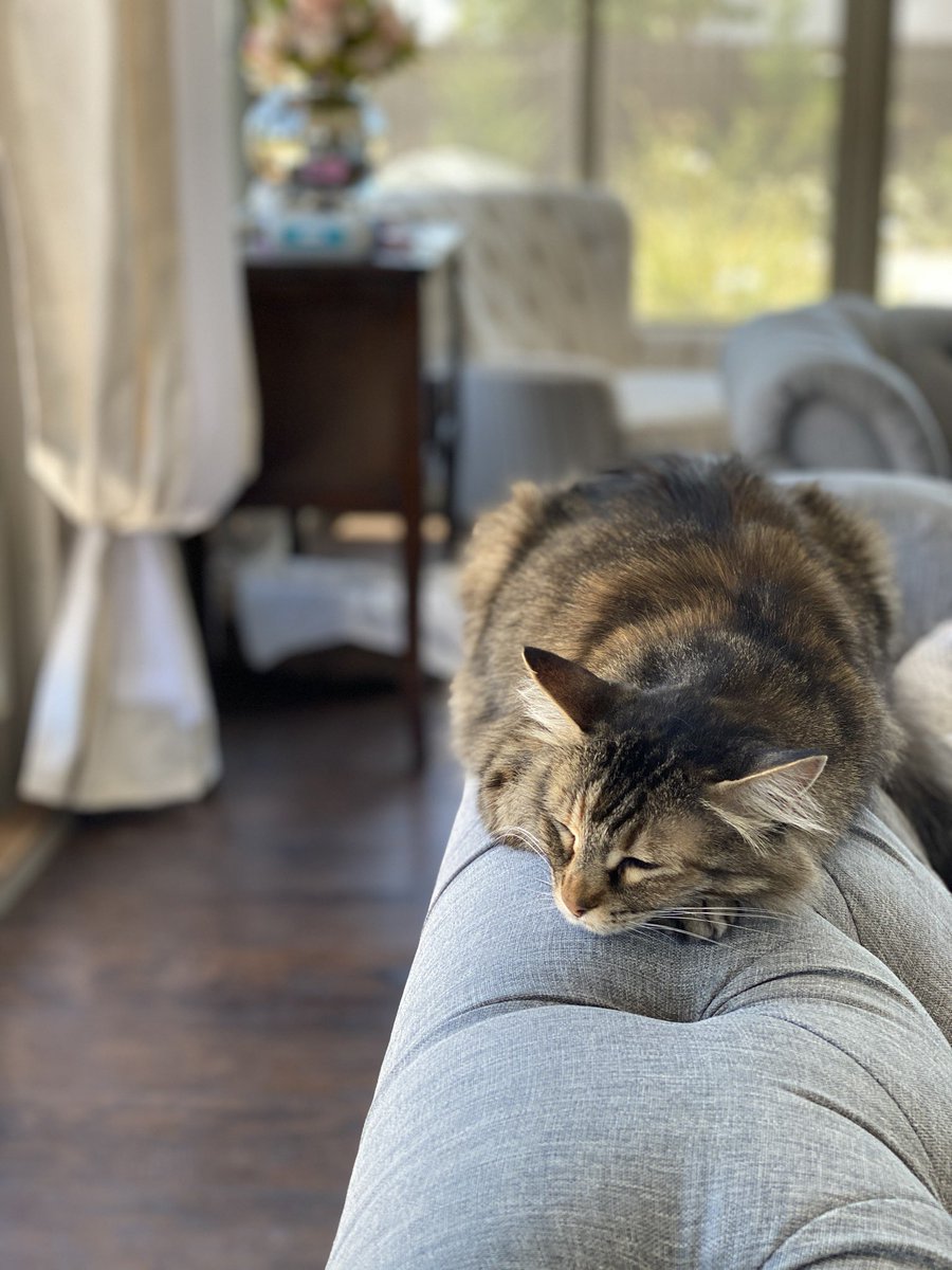 My writing companion today! Who’s yours? #WritingCommunity #Writers #writersnetwork #amwritingfiction #ConstanceFinch