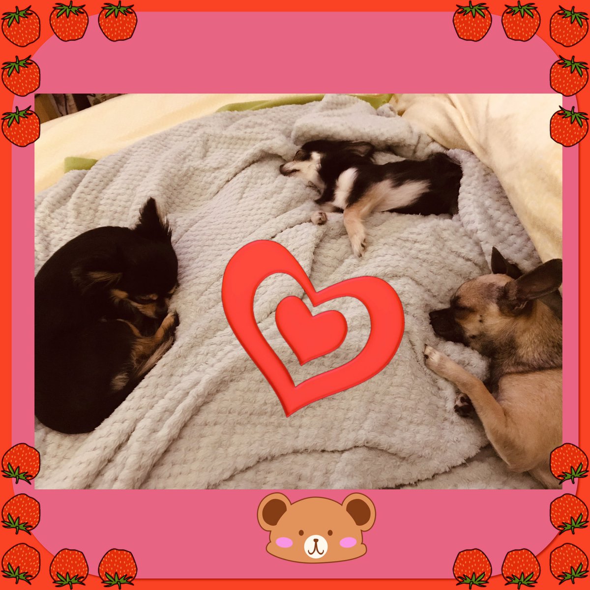 thegirls8882's tweet photo. It’s a goodnight from us the sisters! Love you all! 💕🐾💕 Peggy’ Marge&amp;Scampi Rose x. #twitterpaws #Chihuahuaforever #pawsup #smiles #goodnightvibes #3sisters #chill https://t.co/uMhAWPCPtC