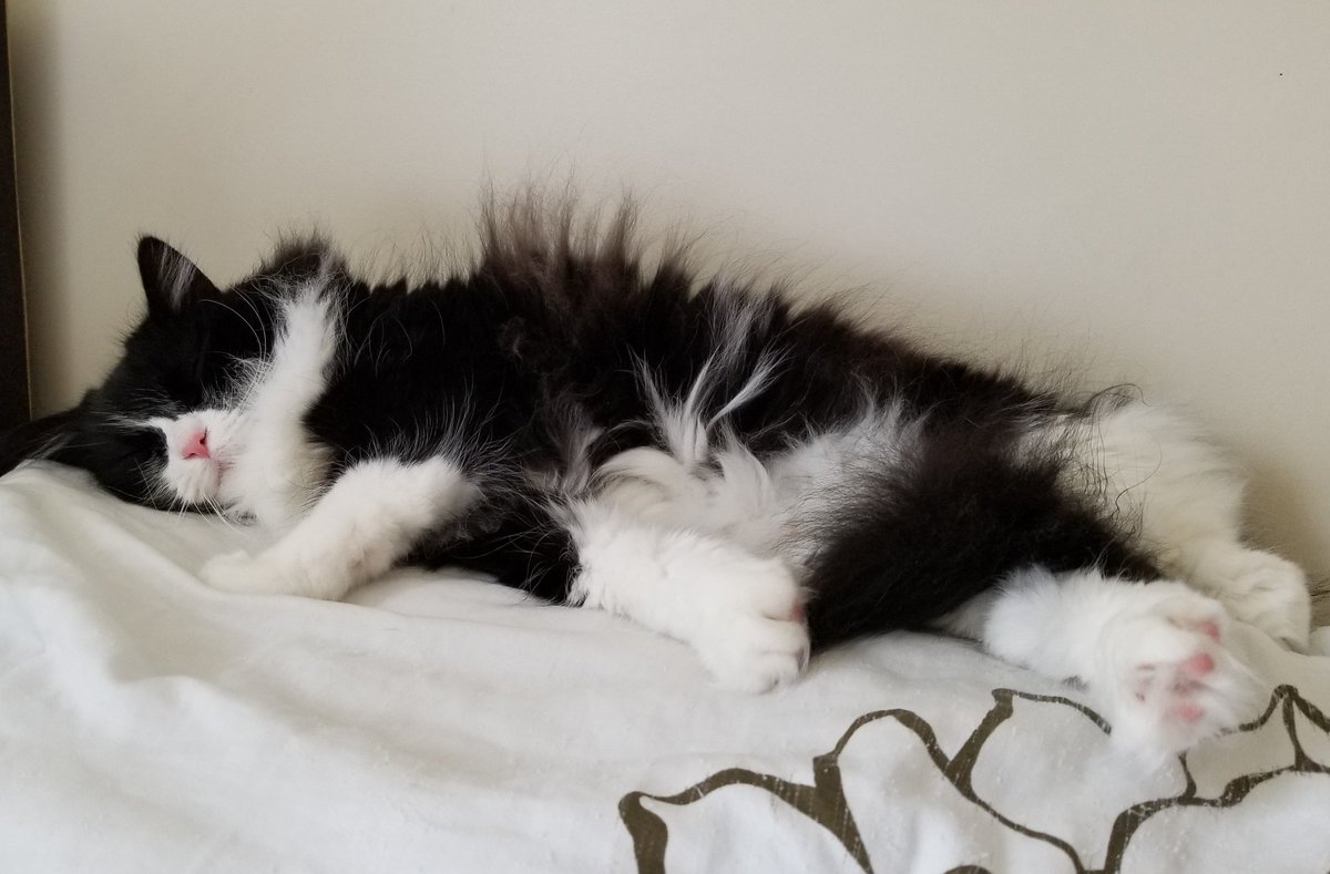 RuckusAmungus's tweet photo. 😻🎉Wowzers We have 2500 Furends!!! Thank you to All of our PAWESOME New Pals!! Now it's time for a Celebratory Nap!🎉😻
#CatsOfTwitter #JellyBellyFriday #friyay #FridayMotivation #FridayThoughts #FridayMorning #FridayFeeling #fridaymood #TheFurrRealStruggle #TopMeowdels #cats https://t.co/3R4AygvQO9