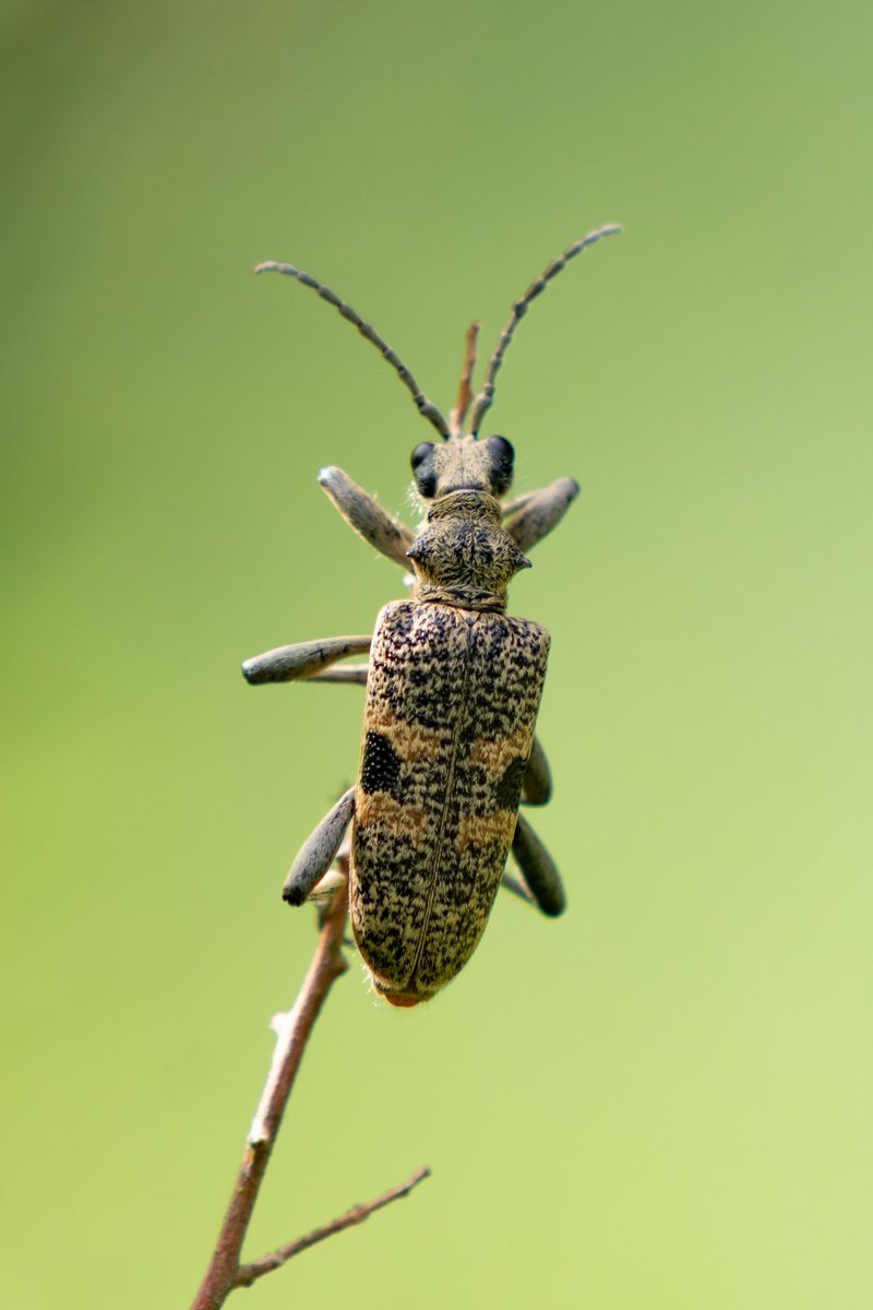 adsrawson's tweet photo. At around an inch long, the sound of this Black-Spotted Longhorn Beetle flying is what first alerted me to its presence. Awesome looking beast #ScienceNonFiction https://t.co/Ntyvjpr6kE