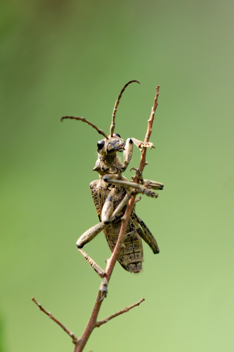 adsrawson's tweet photo. At around an inch long, the sound of this Black-Spotted Longhorn Beetle flying is what first alerted me to its presence. Awesome looking beast #ScienceNonFiction https://t.co/Ntyvjpr6kE