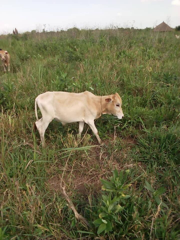 norbertmao's tweet photo. Kudos to the Amuru District Chairperson and Deputy RDC for rejecting the fake oxen delivered to the district allegedly for locals. This kind of ripoff has to be resisted by all patriotic leaders irrespective of party affiliation. Remember the rotten seeds and “plastic” pangas? https://t.co/SiRmMuLSjb