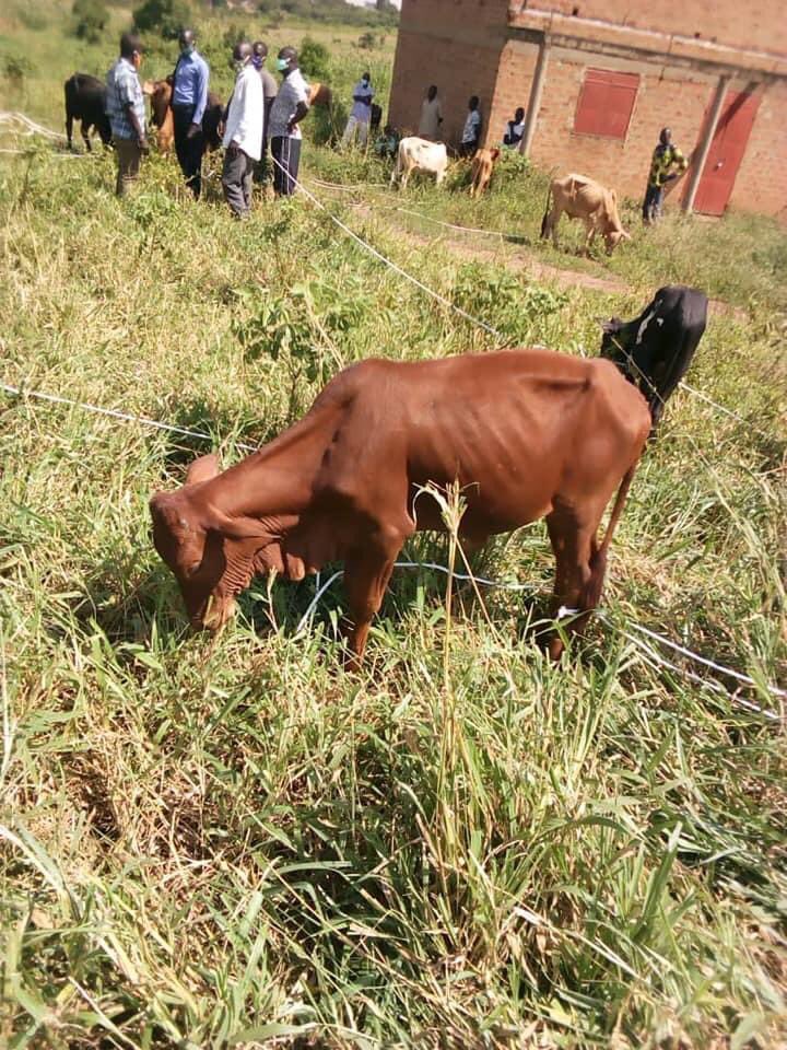 norbertmao's tweet photo. Kudos to the Amuru District Chairperson and Deputy RDC for rejecting the fake oxen delivered to the district allegedly for locals. This kind of ripoff has to be resisted by all patriotic leaders irrespective of party affiliation. Remember the rotten seeds and “plastic” pangas? https://t.co/SiRmMuLSjb