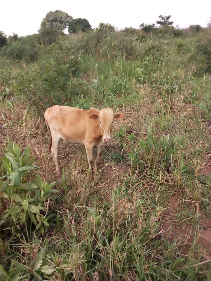 norbertmao's tweet photo. Kudos to the Amuru District Chairperson and Deputy RDC for rejecting the fake oxen delivered to the district allegedly for locals. This kind of ripoff has to be resisted by all patriotic leaders irrespective of party affiliation. Remember the rotten seeds and “plastic” pangas? https://t.co/SiRmMuLSjb