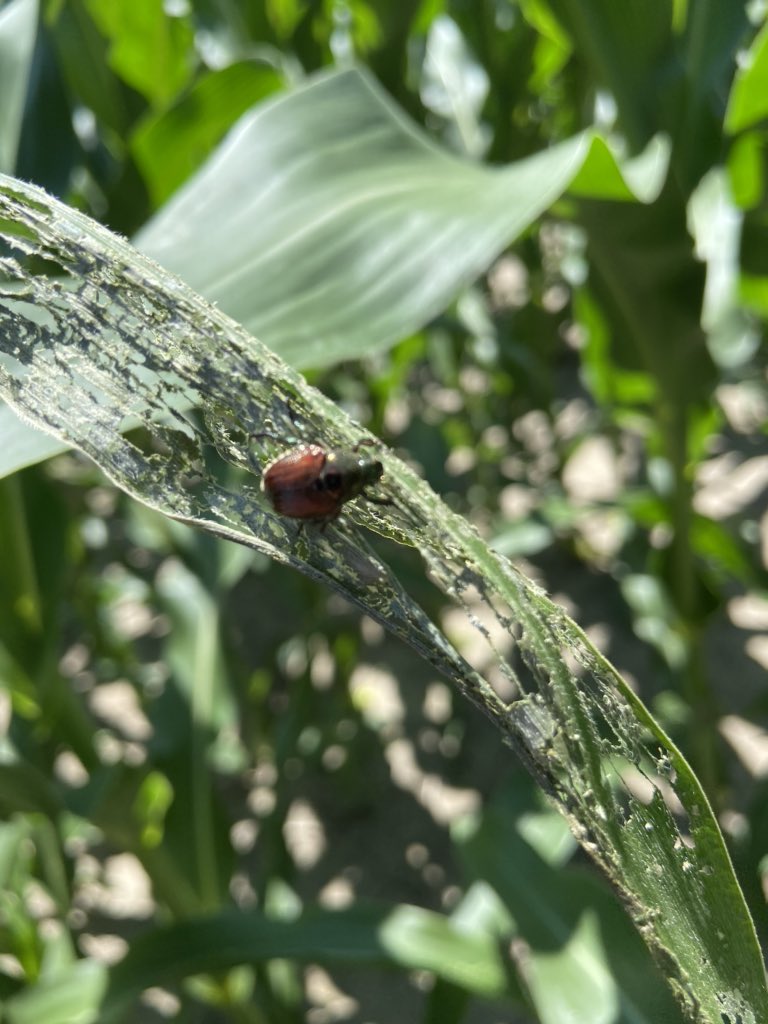 Popillia japonica: feeds on over 300 plant species. Corn is most vulnerable during pollination. If silks are getting clipped to 1/2”, pollination is less than half done and 3 beetles per ear are present, spray. Scouting prior to pollination is critical.