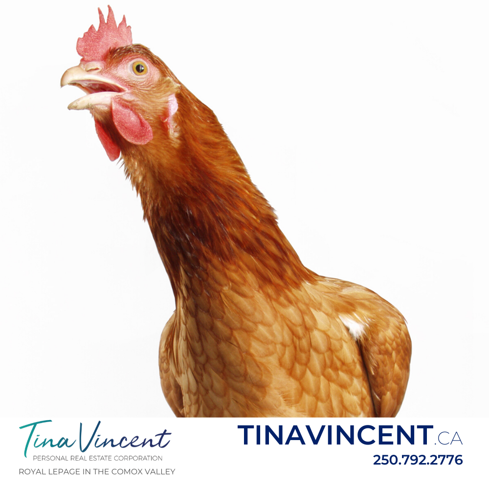 tvincentrealty's tweet photo. So you want chickens, eh??  We should chat 😉
.
.
https://t.co/LL15rIGfap
.
.
#cvregionadistrict #CVRD #comoxvalleyrd #courtenaybc #zoning #bylaws #comox #Cumberlandbc https://t.co/D7NN6I3aXr