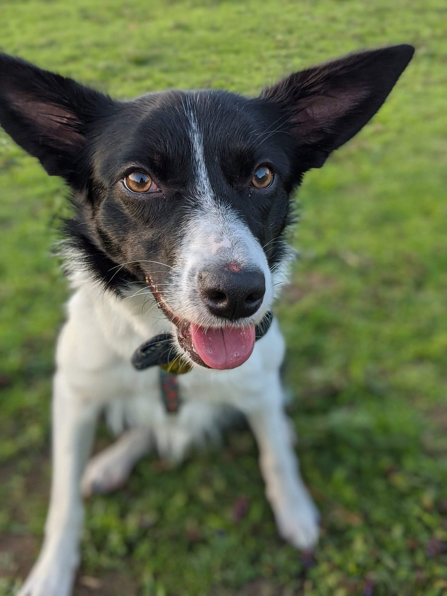 She's ten months old and the only part of her still growing is her ears 😂😍