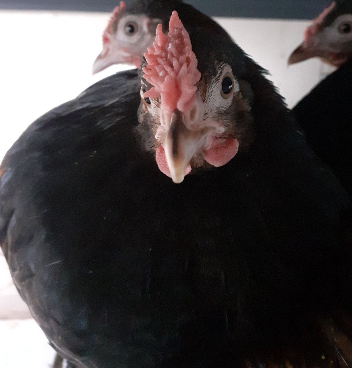 SpaceCymru's tweet photo. Meet our young Derbyshire Recaps, another rare breed we are hoping to help conserve, cool comb #RBSTrarebreeds #GoNative #poultry #chickens #rarebreed #cuteanimals #conservation #cool #coolanimals #helpthebreed #animals #animal #conserve https://t.co/GlcRIxNIcO
