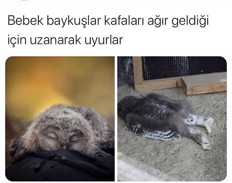 Civcivlerde böyle uyur kendimden biliyorum