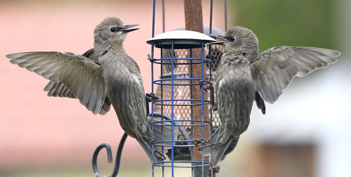 Juvenile Starlings in my Somerset village. 😁 #TwitterNatureCommunity 🐦