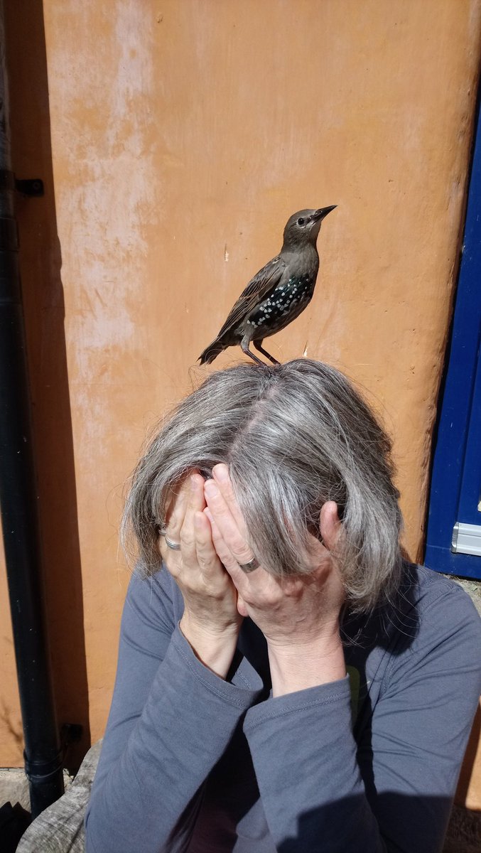 mudandwood's tweet photo. @phlaimeaux Devastated that it's all over 😭. Thanks for 24+ hours of fabulousness. See you in the real world some time. Love from Randall's mum. https://t.co/dbAXYEgOln