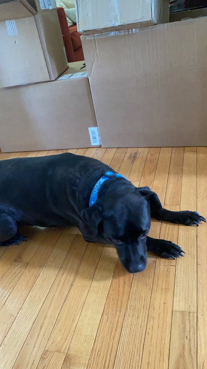 Teeforte's tweet photo. Me and Bella Lu getting it in on #TakeYourDogToWorkDay she’s waiting on deliveries @amazon @FedEx 📦 🚚 #amazonseller #HUNTRESS BY #RUBYGRACE #workingfromhome https://t.co/e6qWgZ2EKf