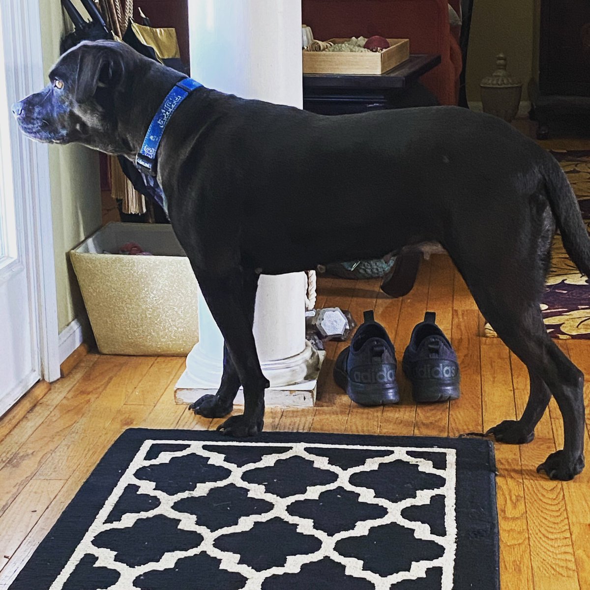 Teeforte's tweet photo. Me and Bella Lu getting it in on #TakeYourDogToWorkDay she’s waiting on deliveries @amazon @FedEx 📦 🚚 #amazonseller #HUNTRESS BY #RUBYGRACE #workingfromhome https://t.co/e6qWgZ2EKf
