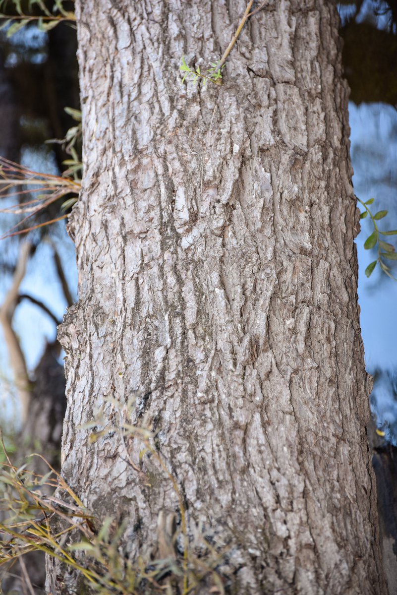 cc_nb's tweet image. Today’s #GreatTree is the Black Willow – the largest willow native to North America! This trees bloom earlier than others species, providing an early source of pollen for bees, and are also the best tree to plant to restore stream banks and wetlands. See our insta for more!