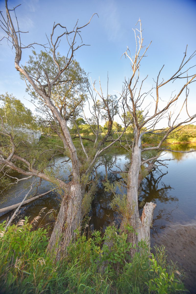 cc_nb's tweet image. Today’s #GreatTree is the Black Willow – the largest willow native to North America! This trees bloom earlier than others species, providing an early source of pollen for bees, and are also the best tree to plant to restore stream banks and wetlands. See our insta for more!