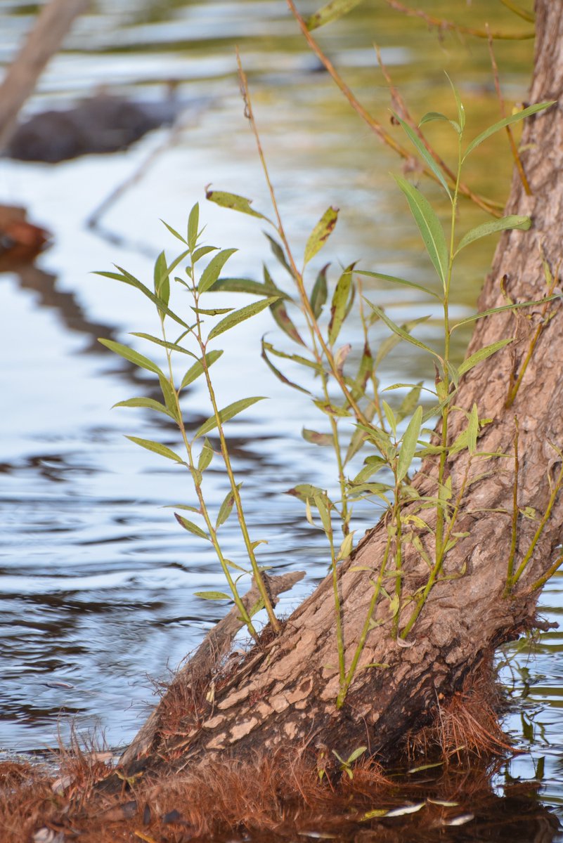 cc_nb's tweet image. Today’s #GreatTree is the Black Willow – the largest willow native to North America! This trees bloom earlier than others species, providing an early source of pollen for bees, and are also the best tree to plant to restore stream banks and wetlands. See our insta for more!