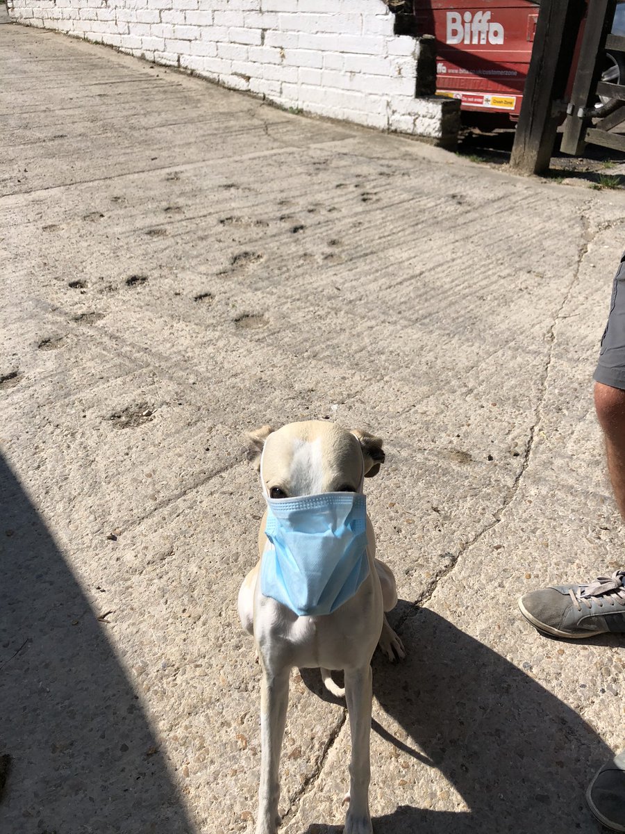 CoopSuzi's tweet image. Fully prepared for any necessary trips to the midwife 🐶😷