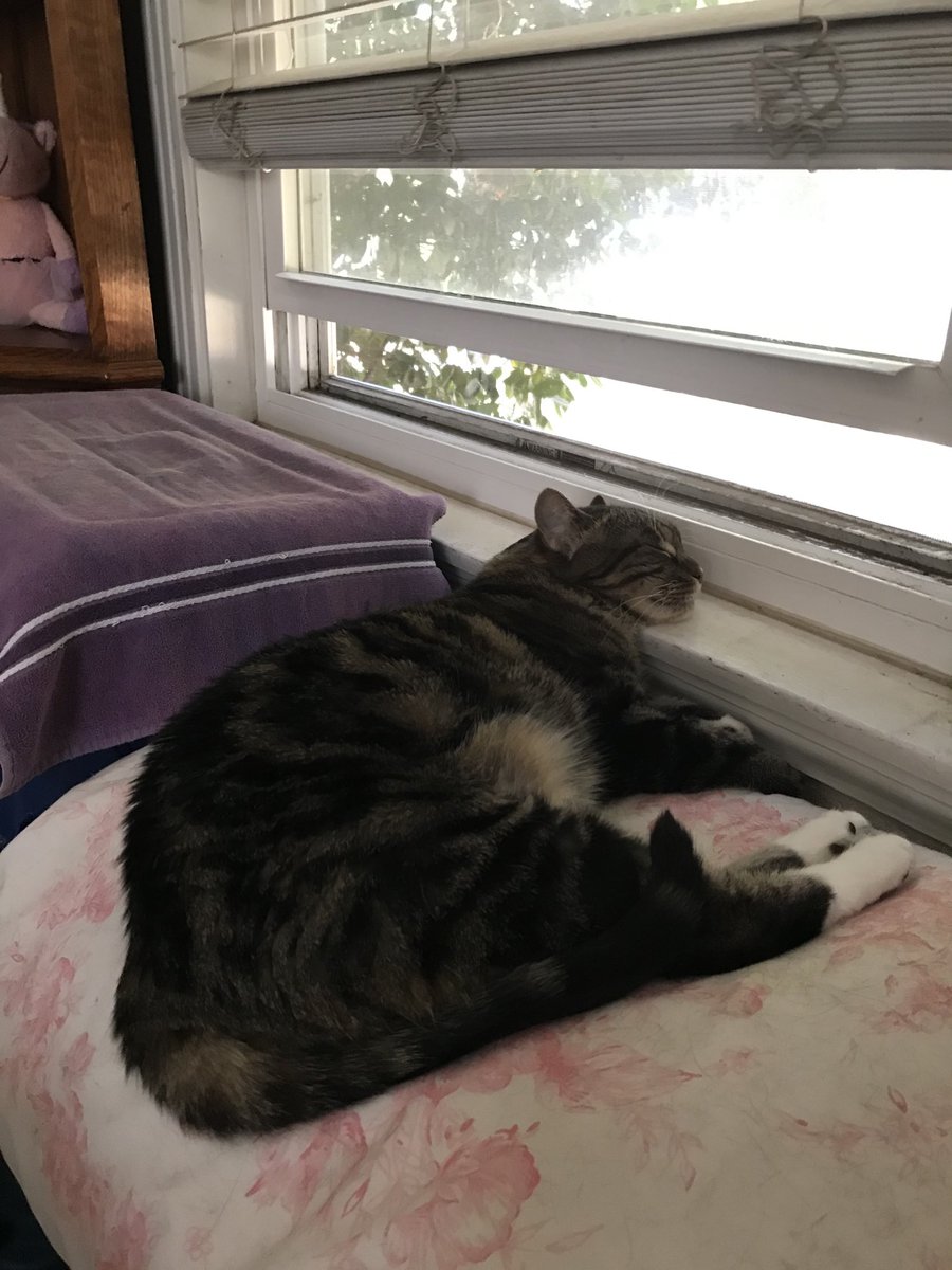 ingebirds's tweet image. Lily was bird watching and then she decided she needed a nap. Life is good.  #CatsOfTwitter #FridayVibes #FridayFeeling