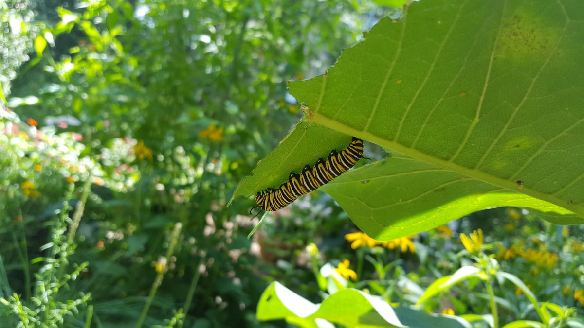 Beaver Creek Reserve tweet media