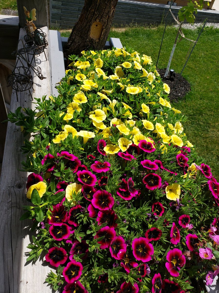SCook0620's tweet photo. Thinking Rickenna got the Green Thumb in our family!
#30daysandstillalive #bloom20 #thanksmothernature https://t.co/npDygeleo4