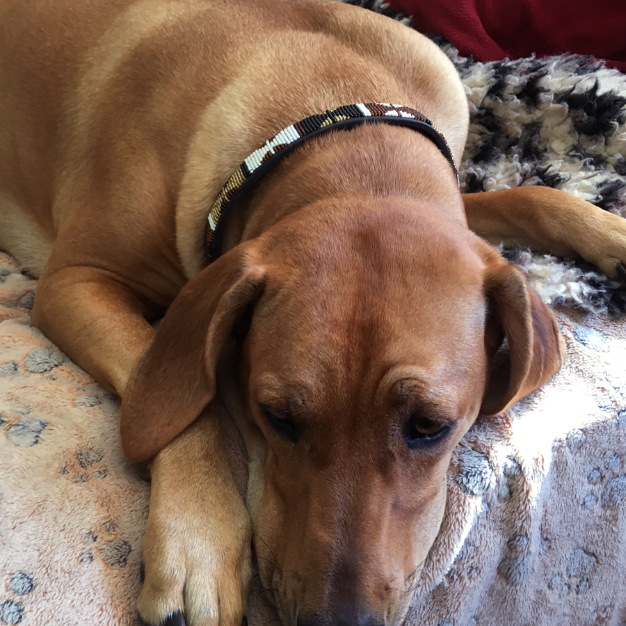 large bead dog collar