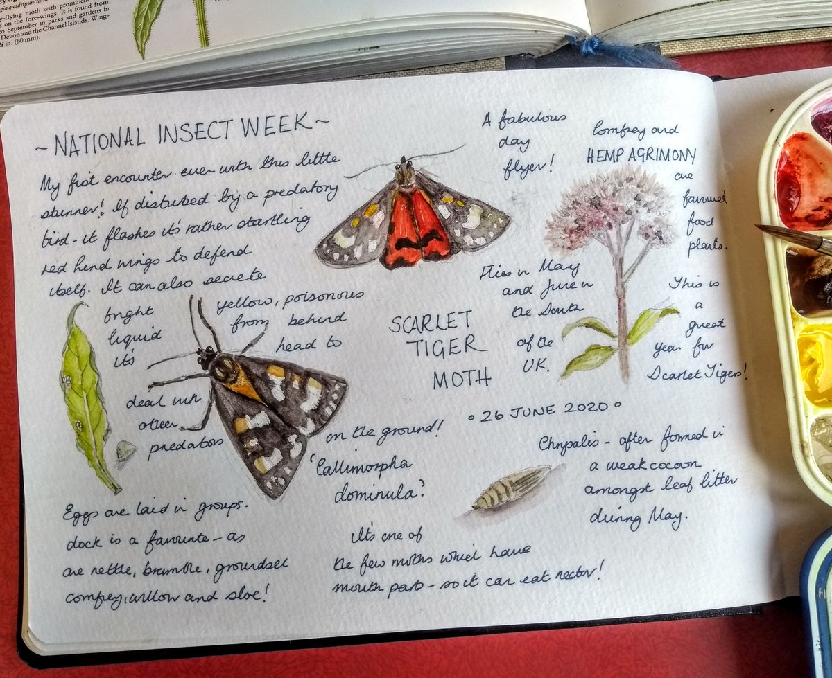 I just made #nationalinsectweek!   Had to very quickly journal this gorgeous scarlet tiger moth I found in my garden. I've never seen one before! They love comfrey, (which we don't have) but, also enjoy  the wondrously named hemp agrimony,  so I got an excuse to draw more!  💚