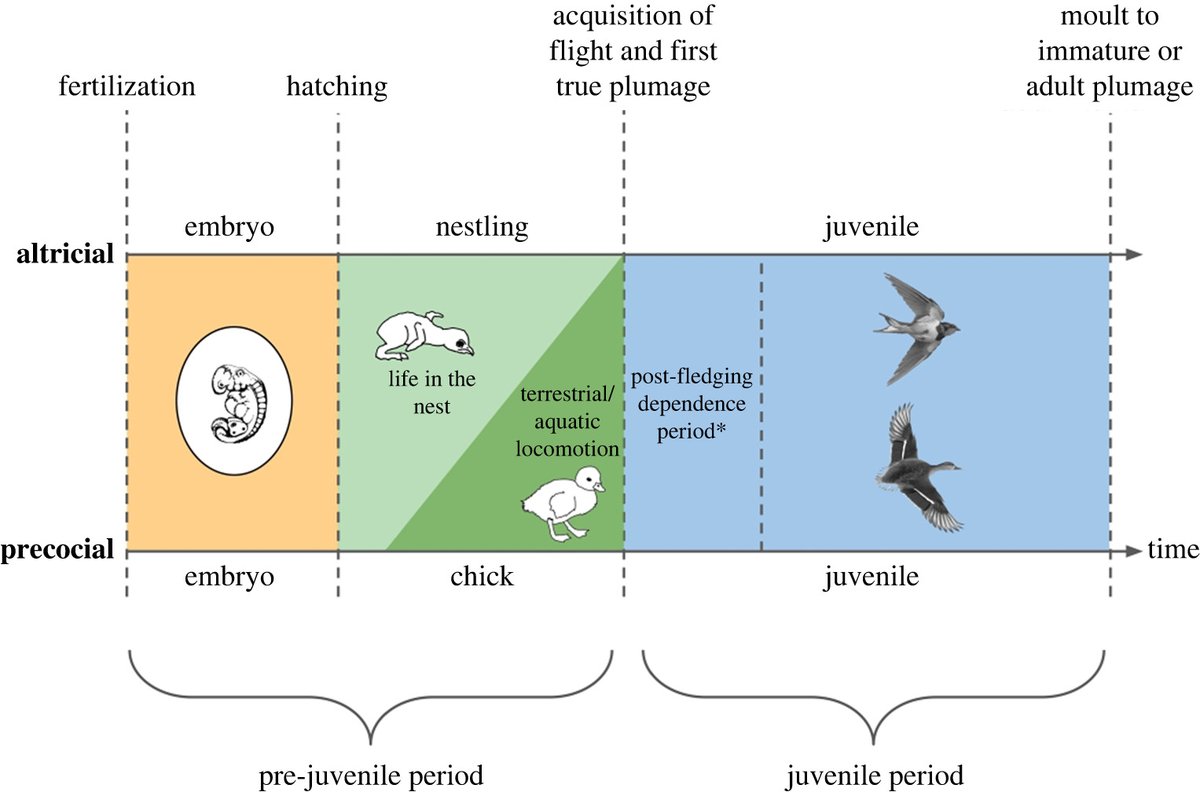 New Review in #ProcB - The development of flight behaviours in #birds #Biomechanics <a href="/RuauxG/">Geoffrey Ruaux</a> ow.ly/nNFe50AiGA7
