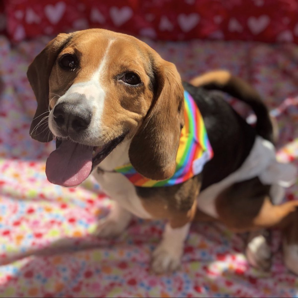 dog_rates's tweet image. This is Snoopy. 6 months ago he suffered a herniated disc and has been paralyzed ever since. He wiggled his toes during his last therapy session, but his humans can’t afford more until the initial back surgery is paid off. You can help Snoopy below. 13/10

gofundme.com/f/w72ev4-snoop…