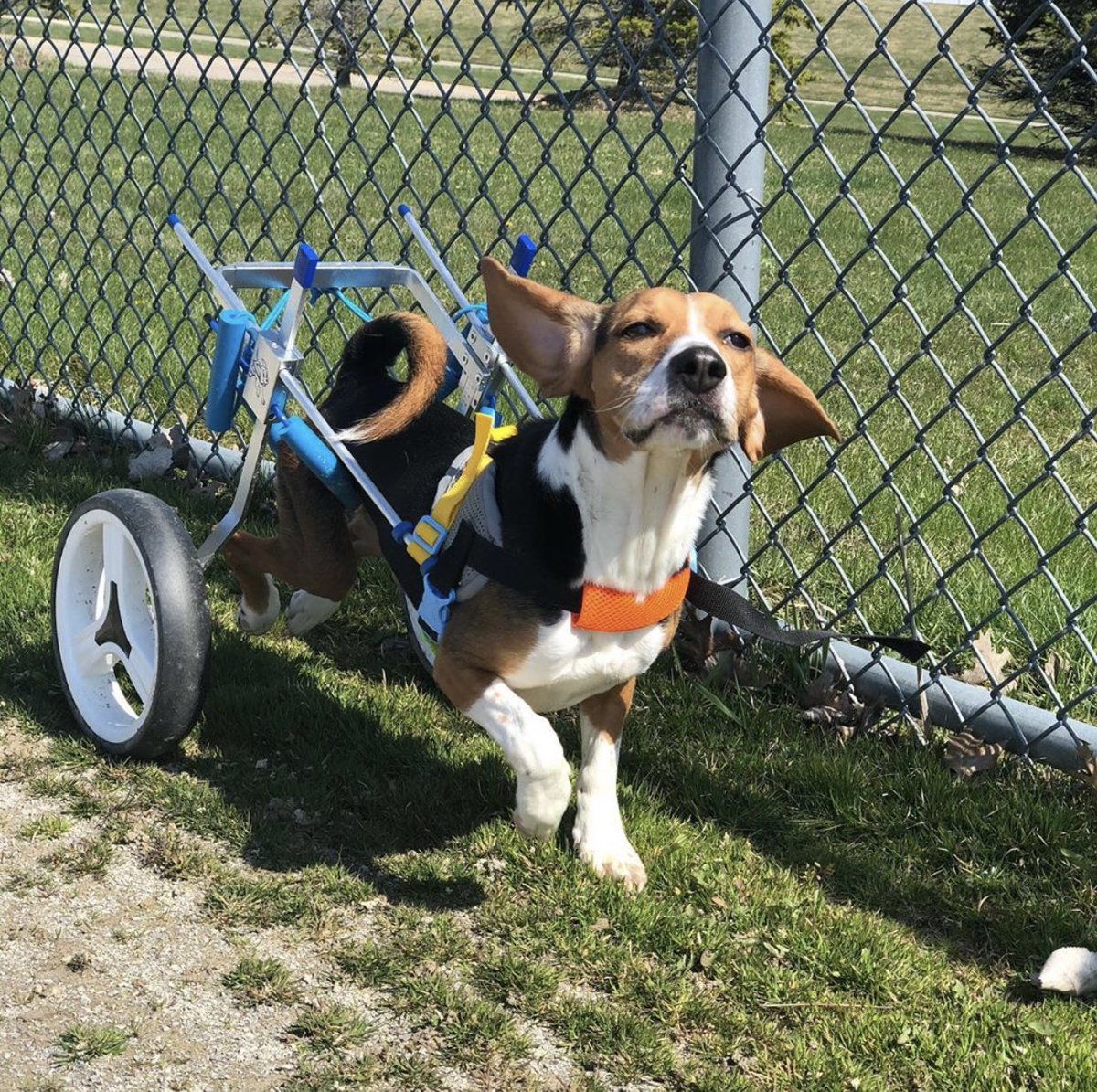 dog_rates's tweet image. This is Snoopy. 6 months ago he suffered a herniated disc and has been paralyzed ever since. He wiggled his toes during his last therapy session, but his humans can’t afford more until the initial back surgery is paid off. You can help Snoopy below. 13/10

gofundme.com/f/w72ev4-snoop…