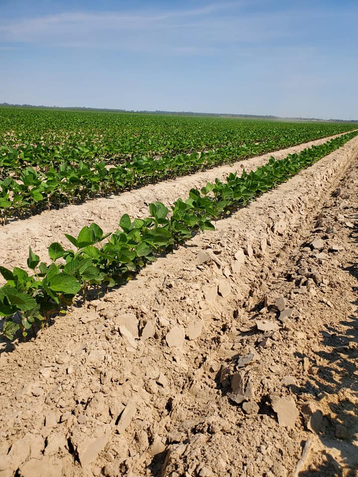 VantageMidsouth's tweet image. Clay Poole farms 1 month later. FurrowForce got em' up in the gumbo and sandy ends. These tails will change your mind about multiple closing systems! Holler at us about getting your name on a set! #vantagemidsouth #FurrowForce #harvestinternational #plant20