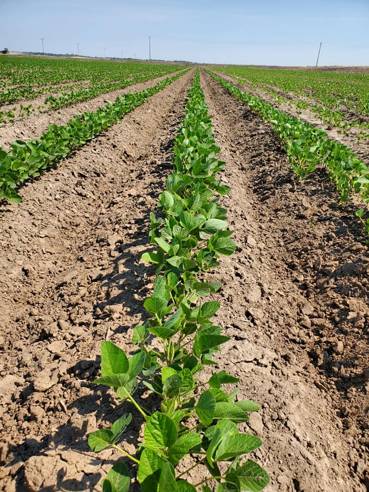VantageMidsouth's tweet image. Clay Poole farms 1 month later. FurrowForce got em' up in the gumbo and sandy ends. These tails will change your mind about multiple closing systems! Holler at us about getting your name on a set! #vantagemidsouth #FurrowForce #harvestinternational #plant20