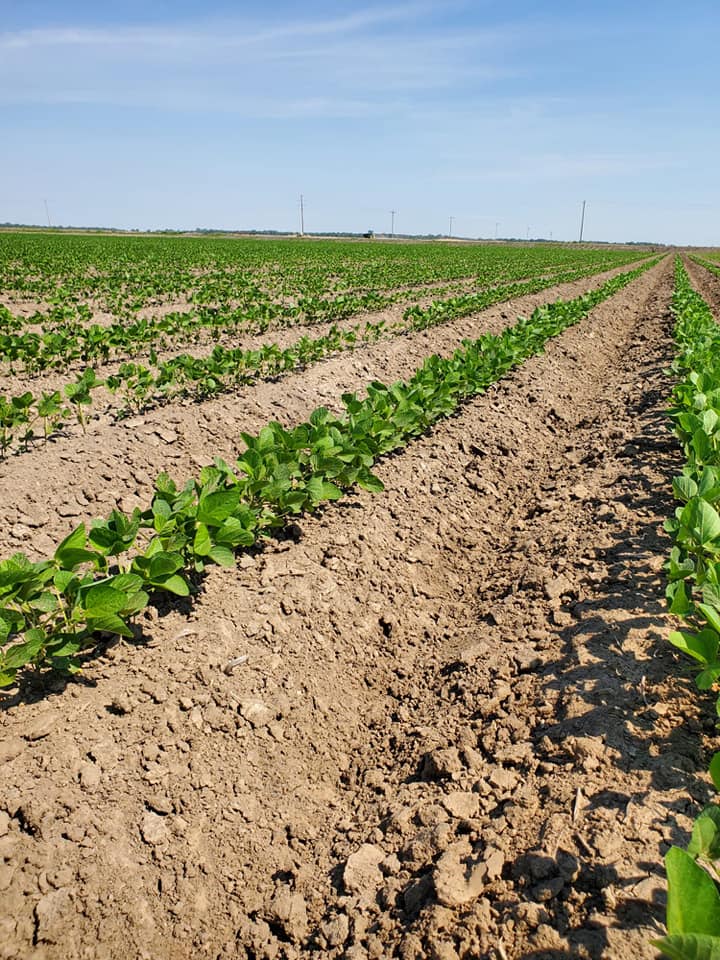 VantageMidsouth's tweet image. Clay Poole farms 1 month later. FurrowForce got em' up in the gumbo and sandy ends. These tails will change your mind about multiple closing systems! Holler at us about getting your name on a set! #vantagemidsouth #FurrowForce #harvestinternational #plant20