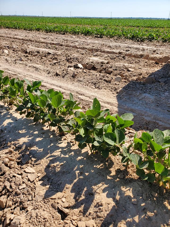 VantageMidsouth's tweet image. Clay Poole farms 1 month later. FurrowForce got em' up in the gumbo and sandy ends. These tails will change your mind about multiple closing systems! Holler at us about getting your name on a set! #vantagemidsouth #FurrowForce #harvestinternational #plant20