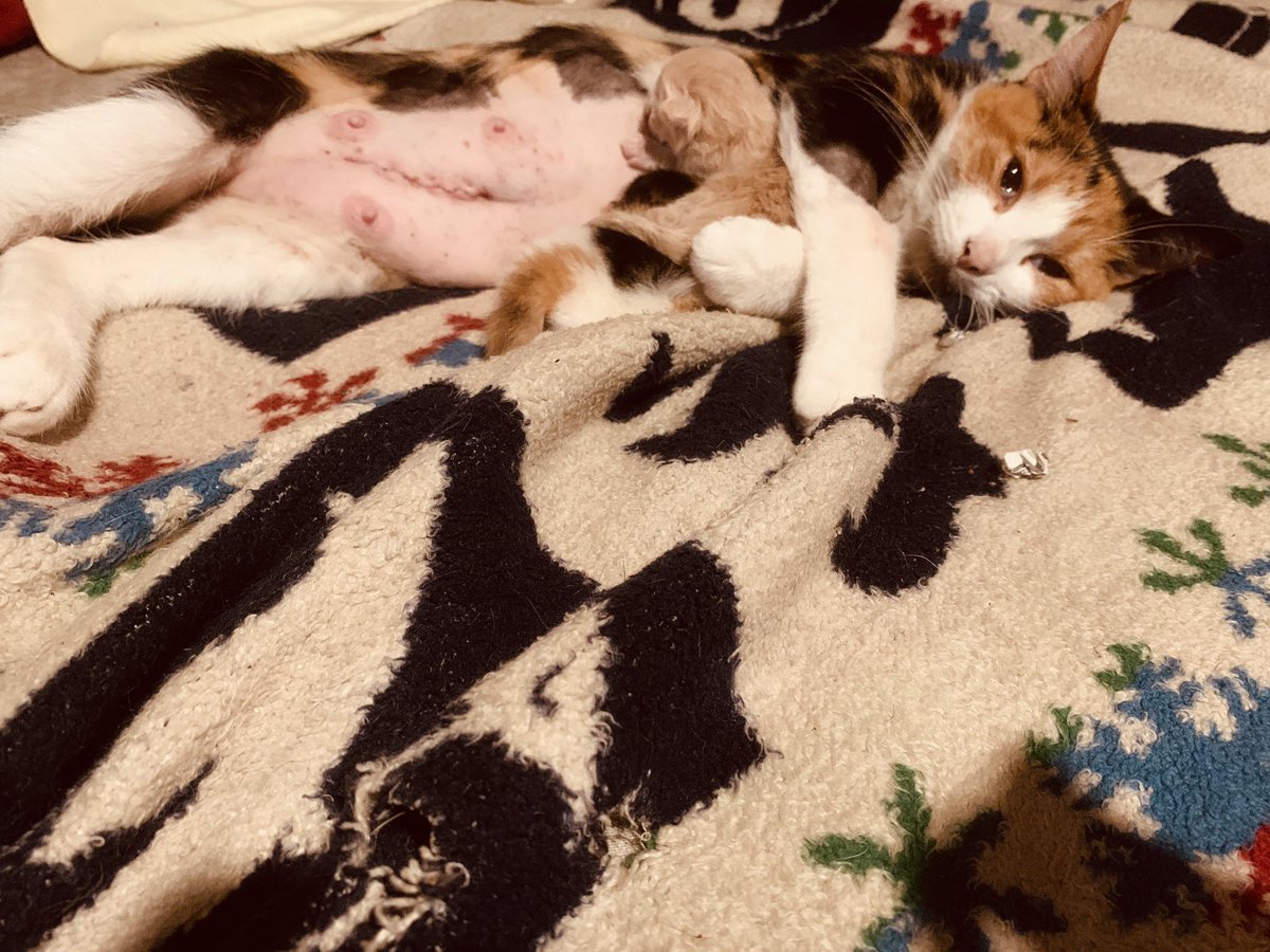 NikkiGClips's tweet photo. @slaveBadBaby My kittie just had two baby beans and she had a C-section yesterday https://t.co/N4RCCRhyJt