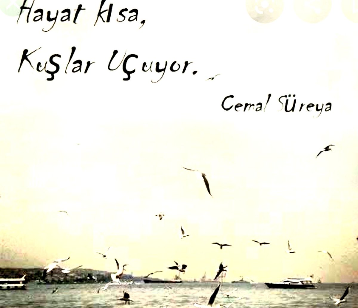 Sedat Mettin Ⓜ️ (@sedatmettin) on Twitter photo 