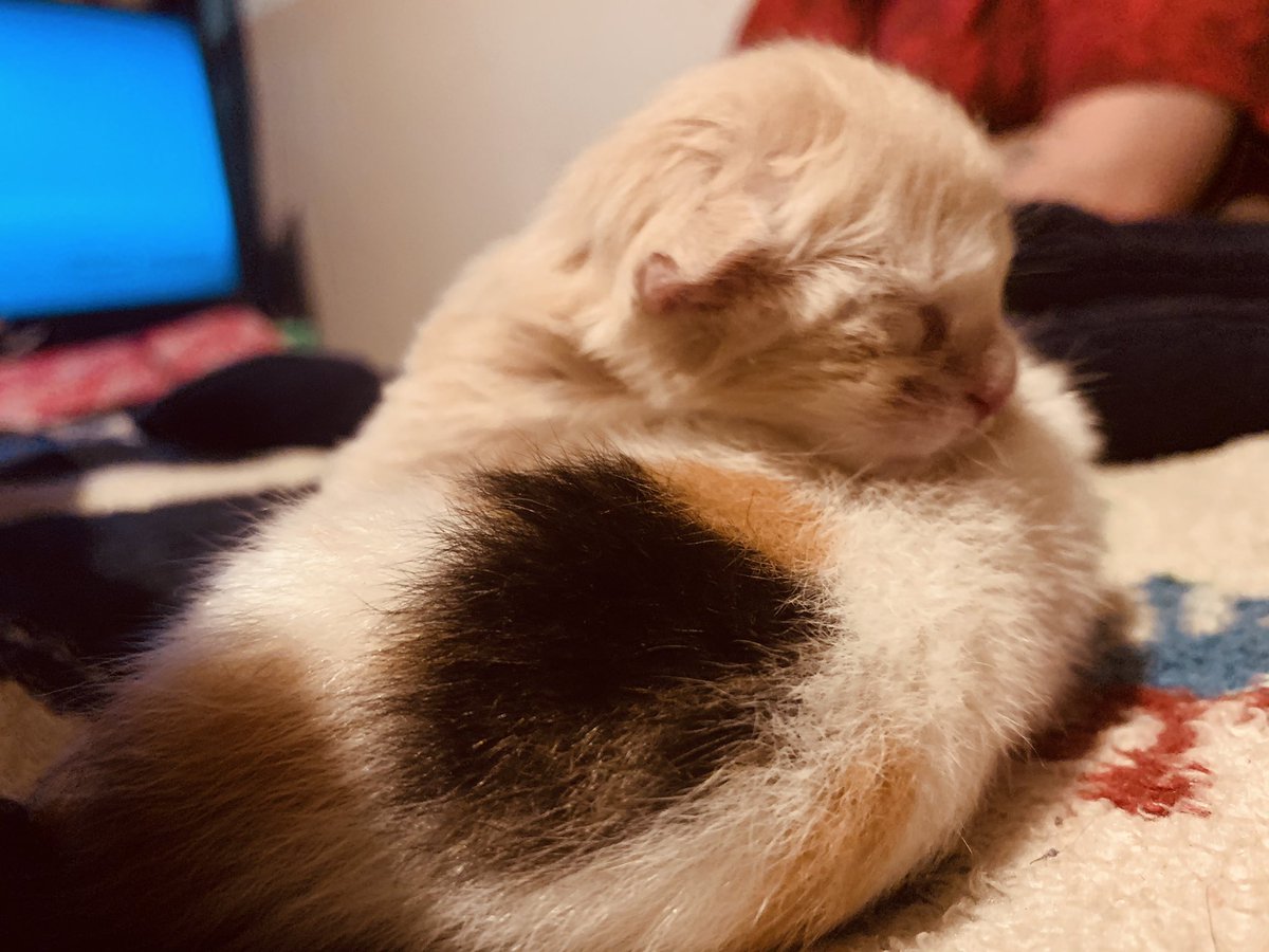 NikkiGClips's tweet photo. @slaveBadBaby Her baby beans https://t.co/i9Lilkmyo9