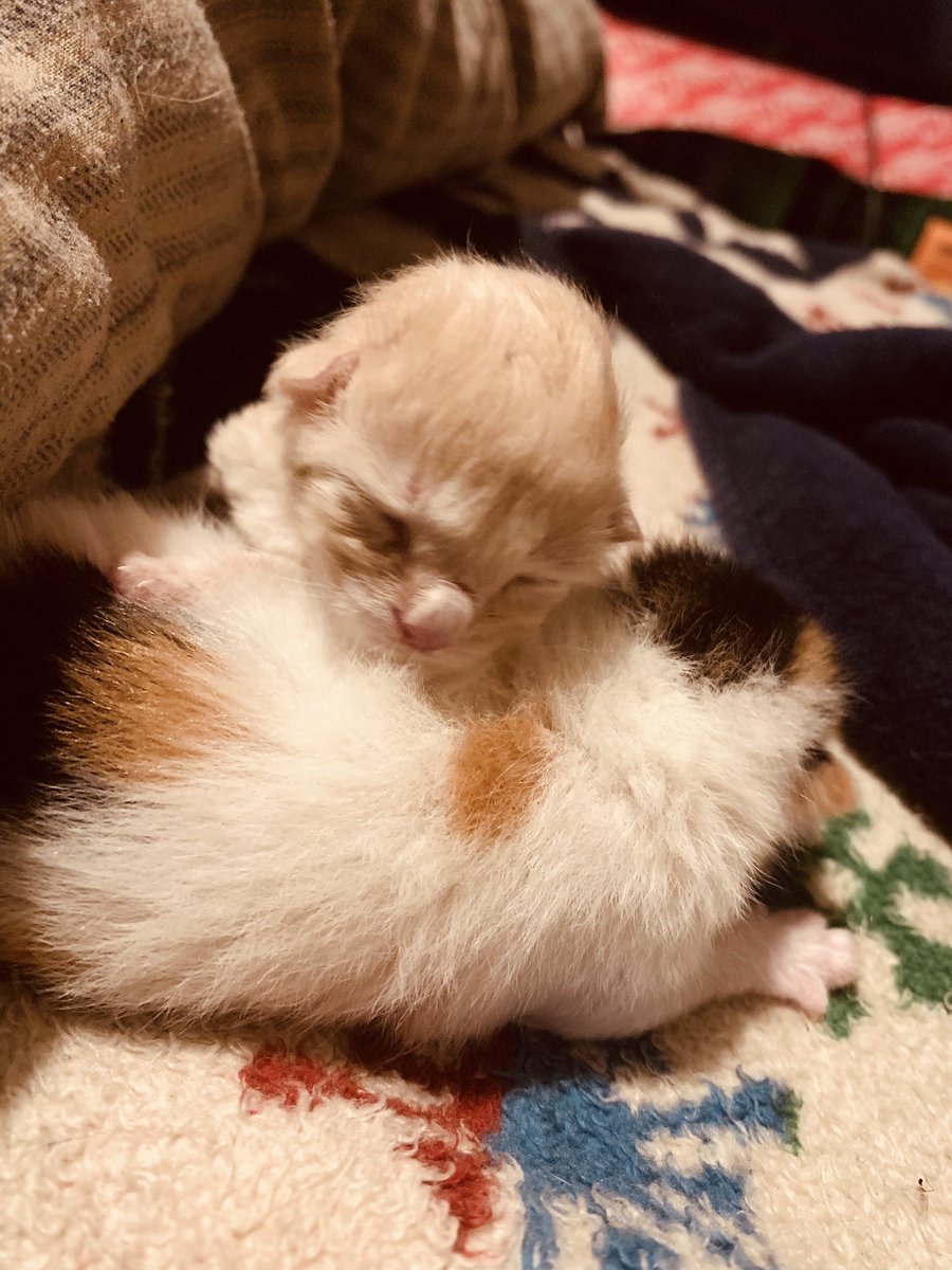 NikkiGClips's tweet photo. @slaveBadBaby Her baby beans https://t.co/i9Lilkmyo9