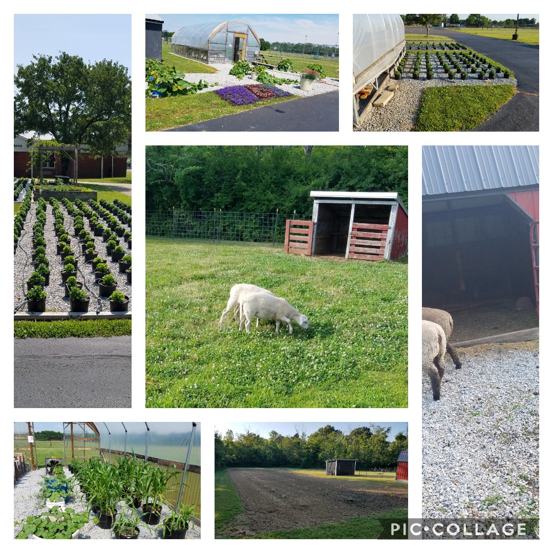 Things are going well <a href="/gtownffa/">Georgetown FFA</a> - mums are growing, pumpkins planted, tomatoes staked, market lambs settled in, and the 2 newest members (Katahdin Ewes) are grazing.