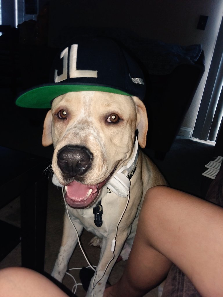 MonkeySaysWhat's tweet photo. Can we wish MAYDAY

A HAPPY BIRTHDAY!!! 

He turned 2 today!! 

Can you tell he loves ^S^

@StrangeMusicInc  

@MAYDAYMUSIC 
@jlbhood
@Wrekonize

#HappyBirthday
#MAYDAY https://t.co/cHmxiguFdd